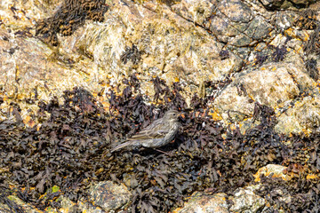 Fototapeta premium Rock pipit among seaweed