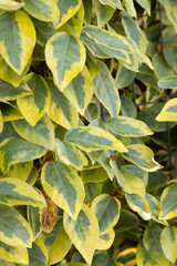 Fototapeta premium Gros plan du feuillage d'Elaeagnus ebbingei viveleg 