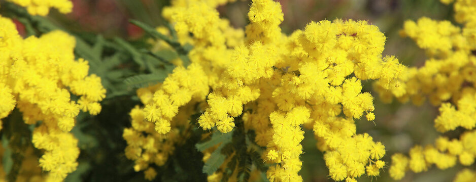 Gros plan de Mimosa en fleurs	