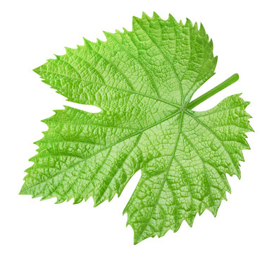 Grape leaf single element texture. Fresh raw green leaf isolated on white background with clipping path