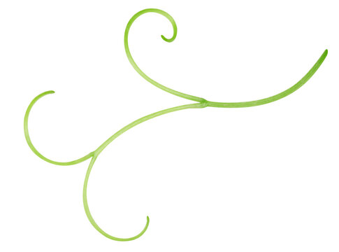 Grape tendrils for packaging. Natural raw green vine tendril isolated on white background with clipping path