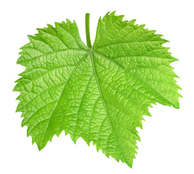 Organic grape leaf single element close up. Green vine leaf isolated on white background with clipping path