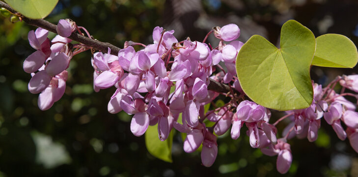 Gros plan des fleurs de l'Arbre de Jud&eacute;e