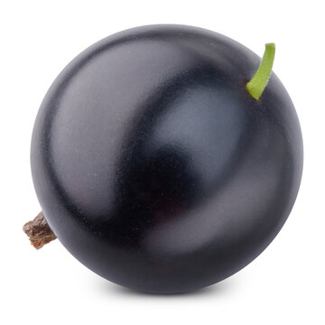 Organic black currant single berry close up. Black currant fruit isolated on white background with clipping path