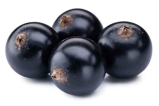 Black currant four berries isolated on white background. Ripe organic fresh black berries with clipping path
