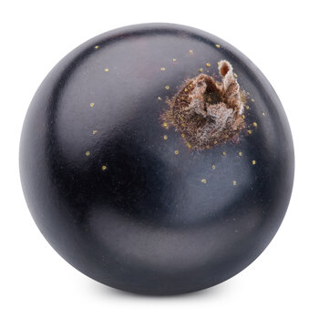 Black currant single berry object. Fresh organic raw black currant isolated on white background with clipping path