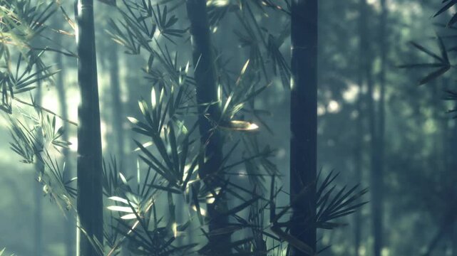 Sunlight shines through the bamboo leaves in a dense forest early in the morning. The light creates a pattern on the ground, highlighting the green plants around.