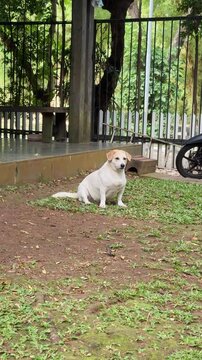dog sitting on the ground in the ground looking lost, cute dog sit near the fence