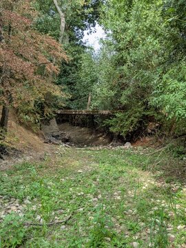 Petit pont en bois au c&oelig;ur d&rsquo;un sentier forestier entour&eacute; de v&eacute;g&eacute;tation