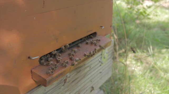 Honey bees swarming and working at entrance of wooden beehive in apiary garden.
