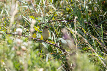 Naklejka premium Juvenile sedge warbler on a bramble stem