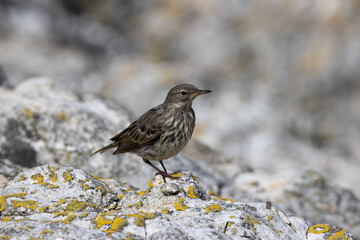 Fototapeta premium Rock pipit on coastal rocks