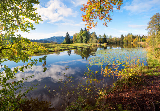 Picturesque scene at the moorland pond in Oberstdorf. water lily leaves on the surface.