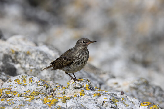 Rock pipit on coastal rocks