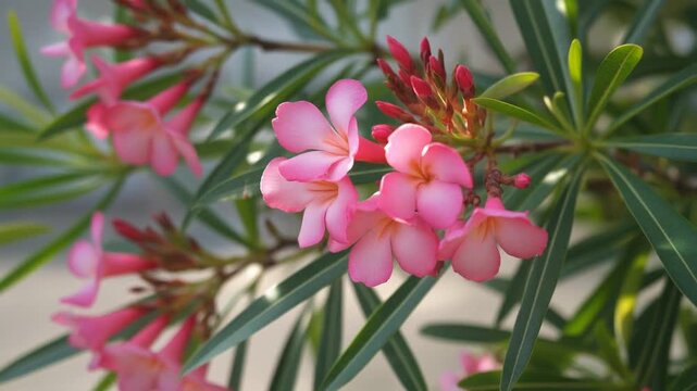 夏のキョウチクトウ シームレスループ動画背景 16:9 4K