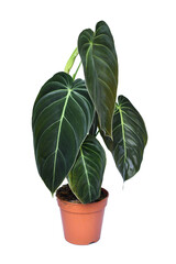 Tropical 'Philodendron Melanochrysum' houseplant with large leaves in flower pot on white background © Firn