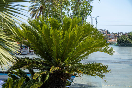 Lush green sago palm plant in a public park of Antalya, Turkey. Tropical foliage, cycas revoluta, Mediterranean resort landscaping, and travel nature design.