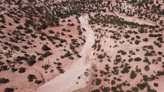 Aerial view of argan trees scattered across a dry riverbed in the arid landscape of Morocco.
