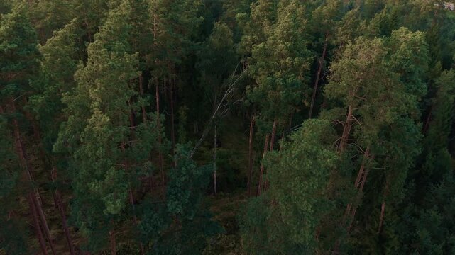 Dense evergreen forest canopy with tall pine trees and deep shadows across natural landscape