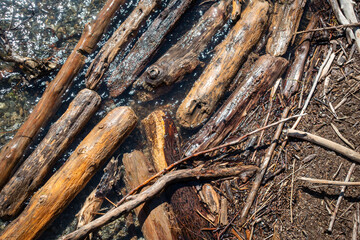 Fototapeta premium Treibholz, driftwood