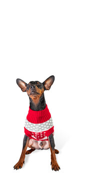 A Miniature Pinscher is deep in thought.