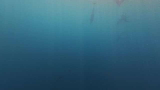 Underwater footage of wild dolphins swimming beneath the ocean surface near Lovina, Bali, Indonesia, filmed from a respectful distance during a responsible wildlife watching tour