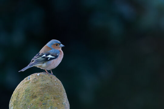 Chaffinch sitting on a rock outcrop