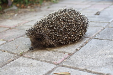 A small hedgehog runs around the yard in the village like a pet © Валентина Деревінськ