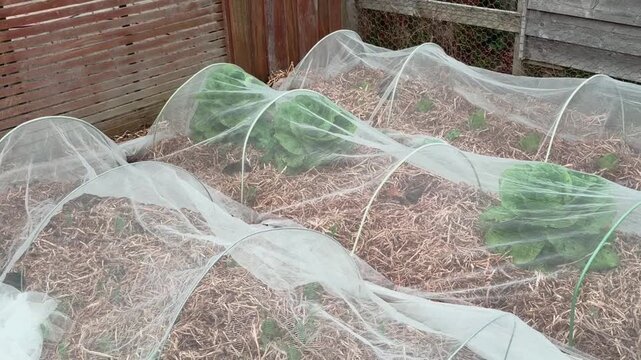 Close-up view of young cabbage plants growing in mulched garden beds beneath protective mesh covers, used to shield crops from insects and pests.
