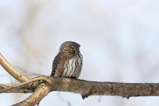 Eurasian pygmy owl sitting on a tree branch in spring day