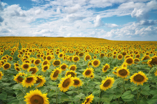 Vibrant yellow sunflowers bloom in a vast field stretching to the horizon under a bright cloudy sky. Countryside agricultural landscape