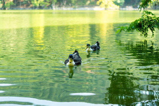 Ducks swimming in green pond creating water ripples