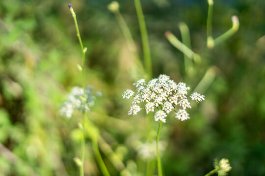 Queen anne's lace blooming in summer meadow