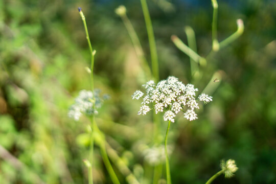 Wildflower blooming with delicate white petals in nature