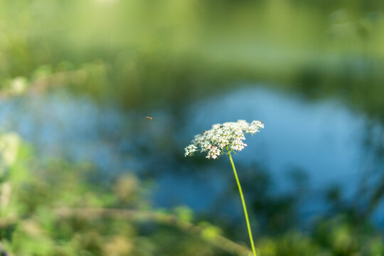 Queen anne's lace flower blooming with insects flying