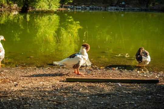 Domestic ducks grooming by tranquil green pond water