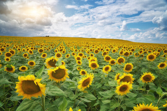 Vibrant yellow sunflowers bloom in a vast field stretching to the horizon under a bright cloudy sky. Countryside agricultural landscape