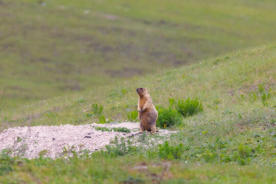 Marmot bobak stand on the grass on a summer day