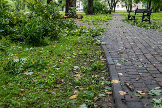 Fallen Oak Branches and Leaves Beside a Park Walkway After a Storm