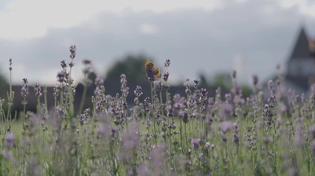 Butterfly in Focus with Horse Drawn Carriage Blurred in Background