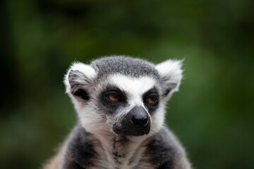 A portrait of a lemur against a green background, close‑up © Shchipkova Elena