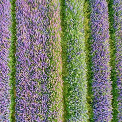 Naklejka premium Top down aerial view of parallel rows in a blooming purple lavender field 