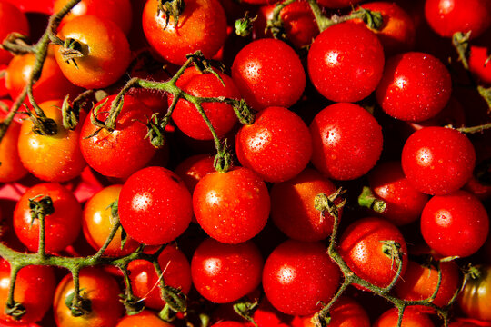 Fresh red cherry tomatoes on vine with water droplets, full frame background texture
