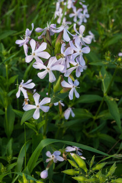 Vertical close-up of pale lilac campion flowers with five petals growing in lush green summer grass. The delicate blooms and natural outdoor light create a soft botanical meadow scene.