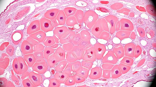 Microscopic view of fatty tissue with cells and nuclei