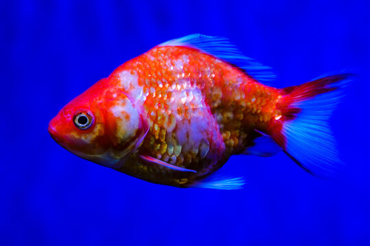 HD aquarium material: red and white goldfish swimming in a deep blue aquarium, with a large blue background and empty space layout