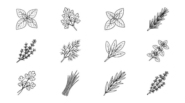 Minimal Fresh Herb Botanical Line Drawing Collection on White