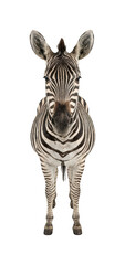 Front View Zebra Standing Showing Monochrome Stripes For Wildlife © rabbi