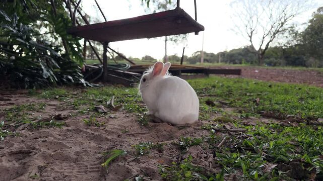 White Rabbit Sniffing Sandy Grass in Quiet Daylight