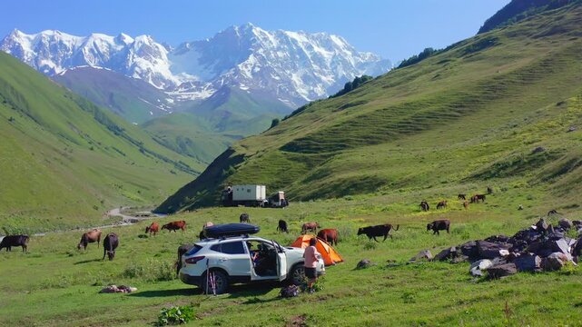 Mountain campsite rests in hovering aerial view beneath Shkhara near Ushguli, with SUV, orange tent and grazing cattle, supporting camping tourism, road trips and Caucasus adventure travel media.